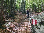 40 Saliamo nella bella faggeta  verso la Bocchetta del Grassello...